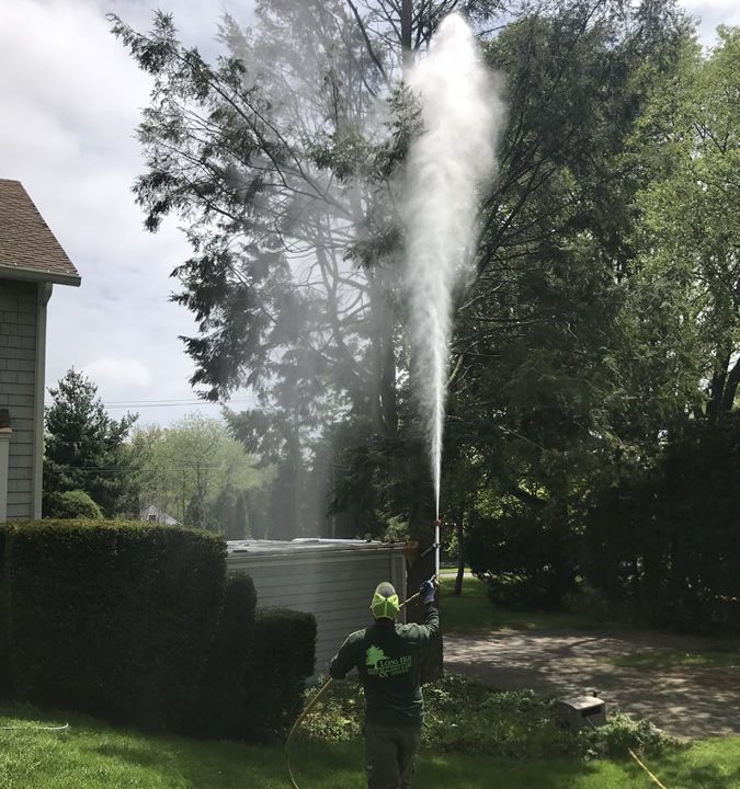 Tree Spraying Service